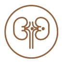 Graphic representation of a urinary system, symbolizing UroCare Specialist's focus on comprehensive urological care